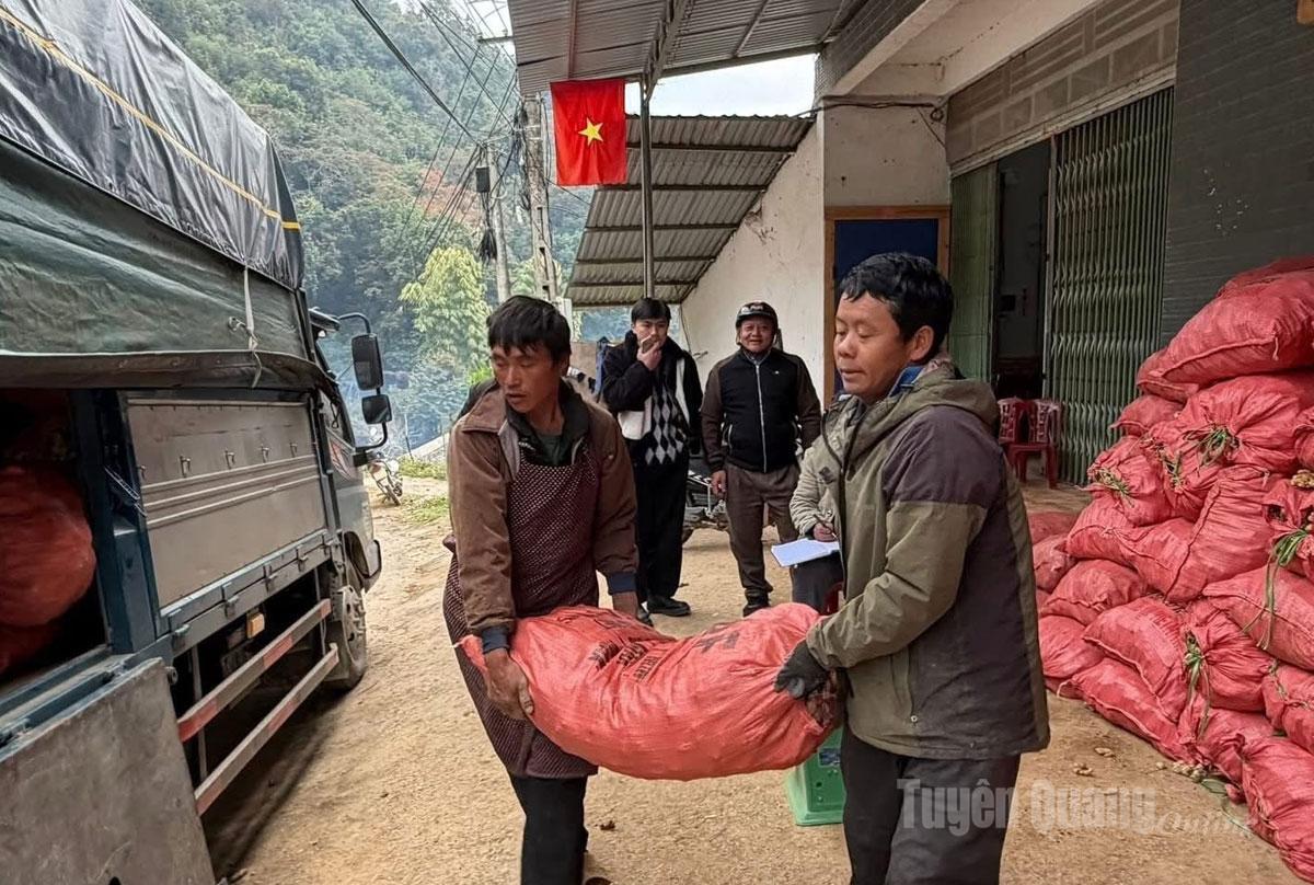 Người dân vận chuyển lên xe cho thương lái thu mua