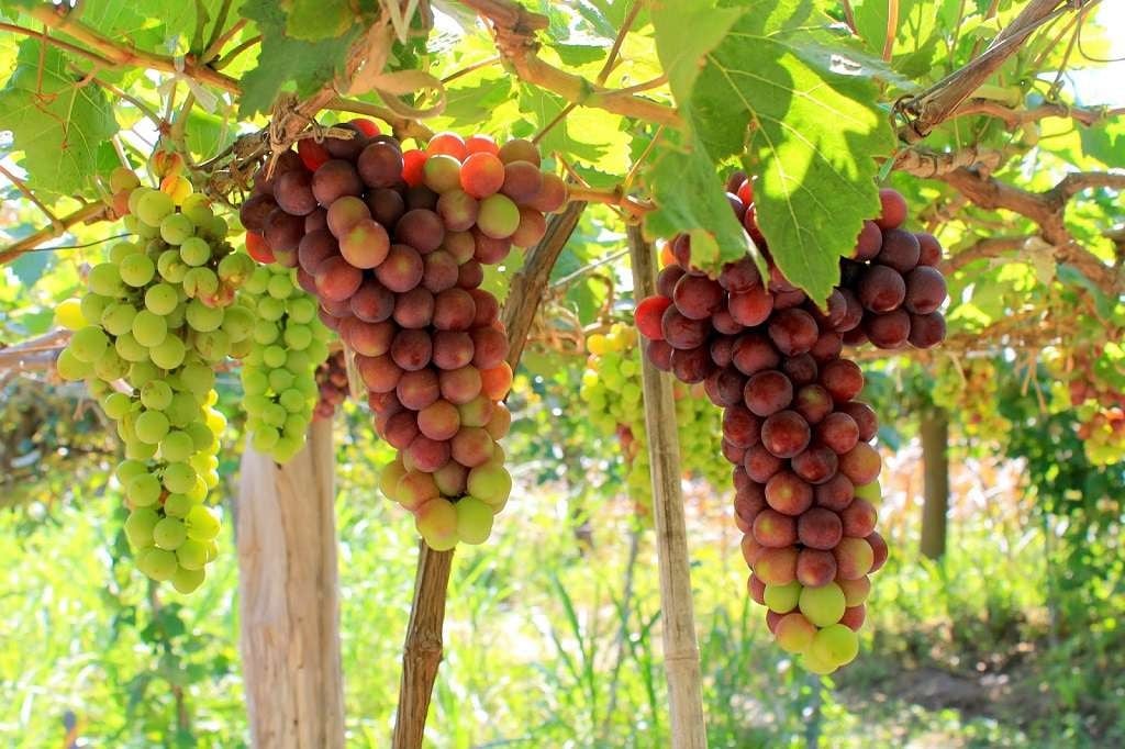 Ninh Thuan انگور کے باغ کی تصویر