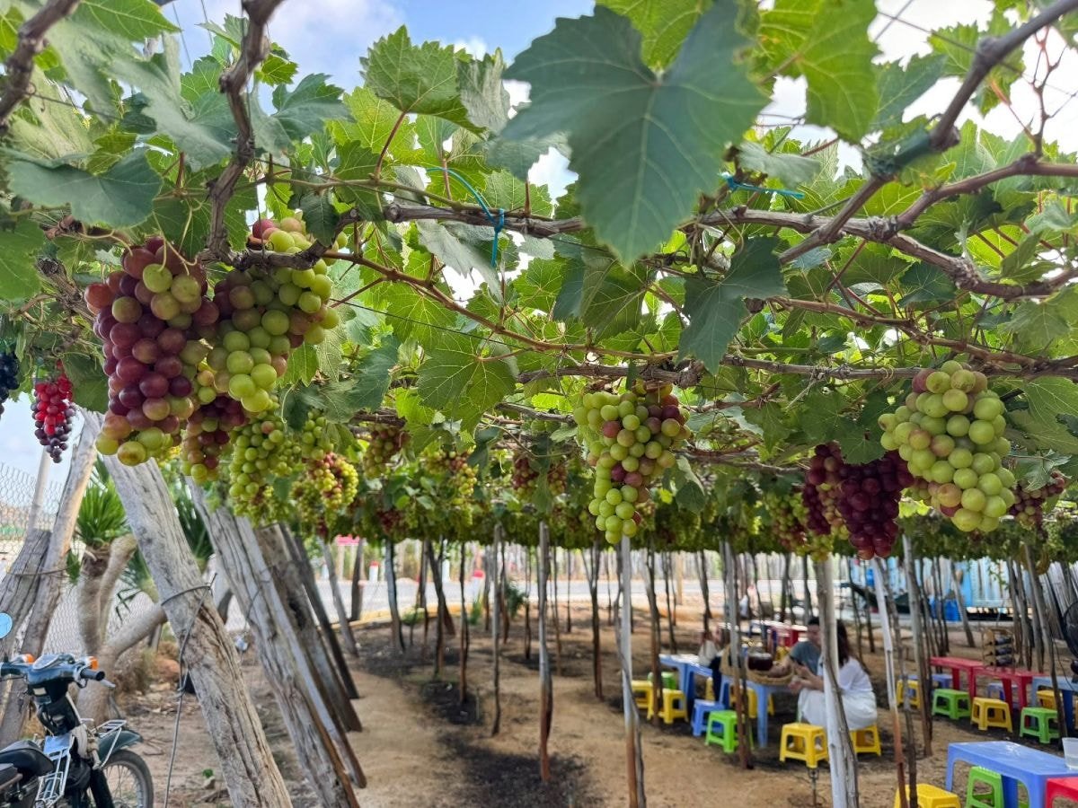 Ninh Thuan انگور کے باغ پھلوں سے بھرے ہوئے ہیں۔