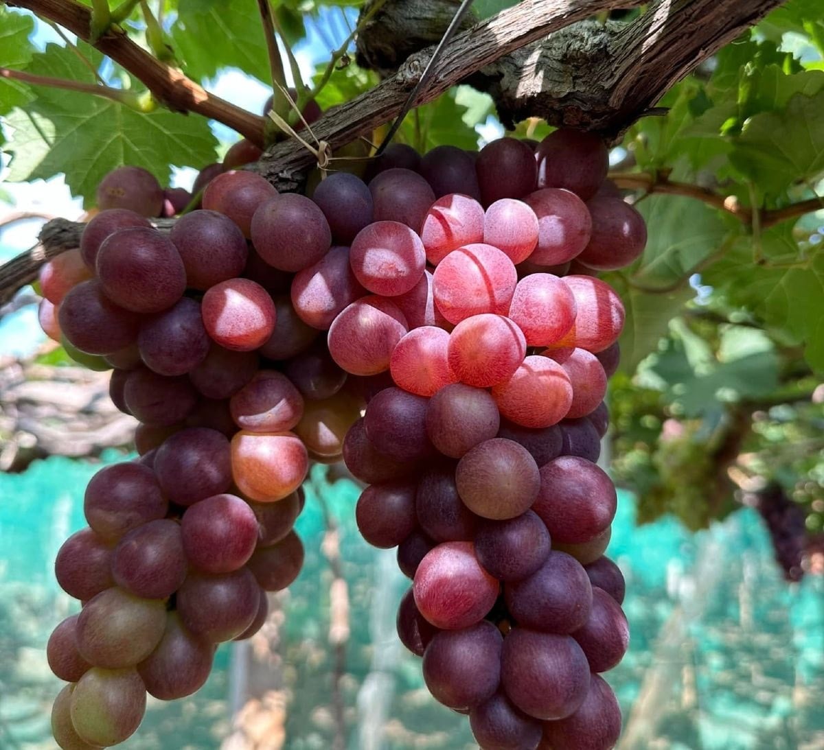 تھائی ایک انگور گاؤں