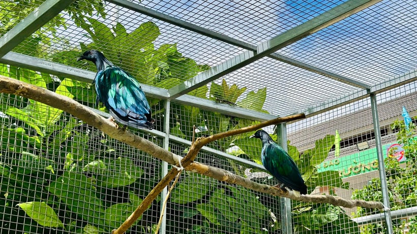 کون ڈاؤ نیشنل پارک میں نیکوبار کبوتروں کی دیکھ بھال کی جاتی ہے۔ (تصویر: کون ڈاؤ نیشنل پارک)