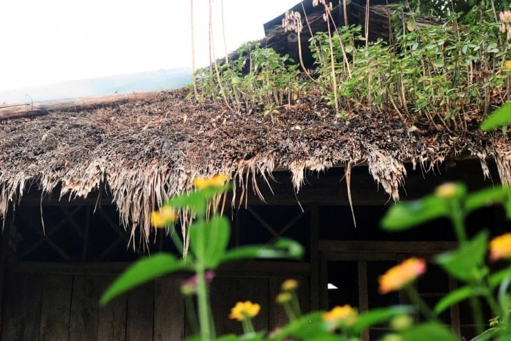 Kehidupan sederhana orang Muong bersebelahan dengan rumah panggung tradisional.