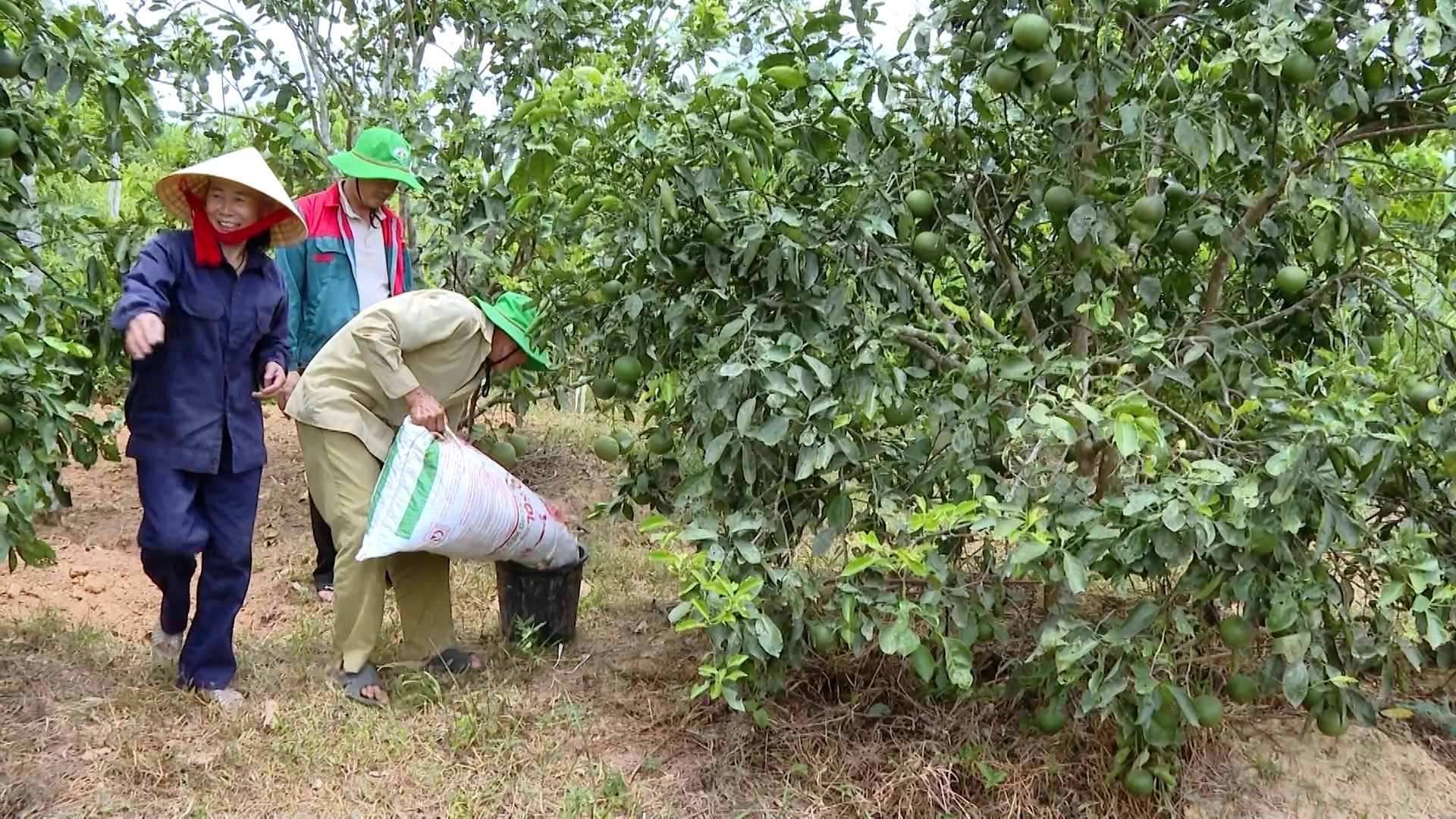 Modellen med å dyrke økologiske frukttrær i henhold til Que Lam-verdikjeden er effektiv - Foto: Q.N