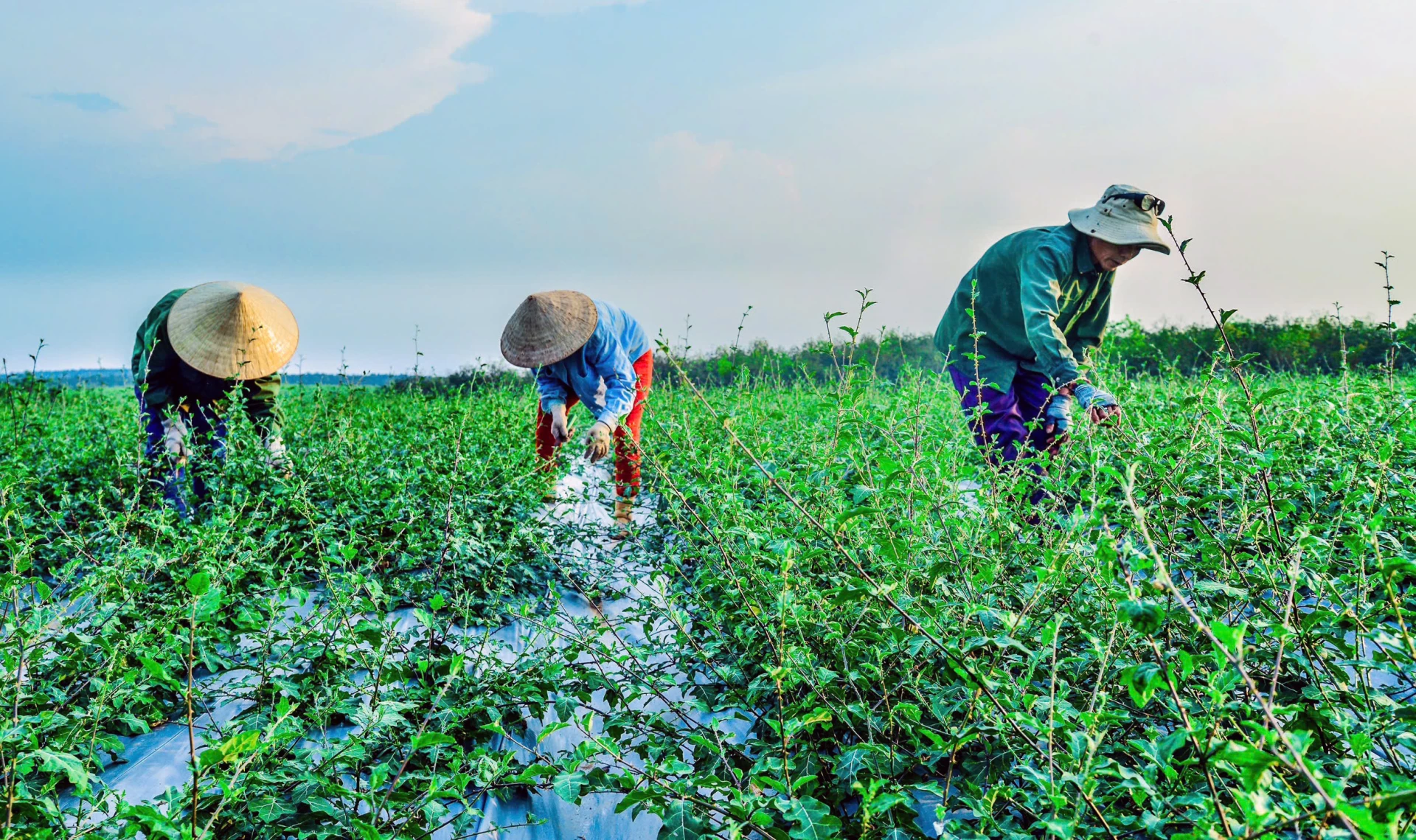El Solanum procumbens An Xuan se cultiva en las colinas de la comuna de Hieu Giang con un proceso cerrado, cumpliendo con los estándares GACP-OMS - Foto: L.C