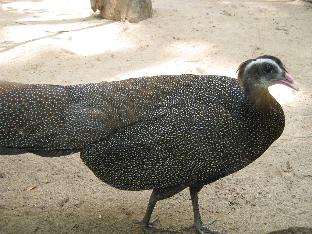 Bảo tồn loài nguy cấp bằng công nghệ hệ gen- Ảnh 2.