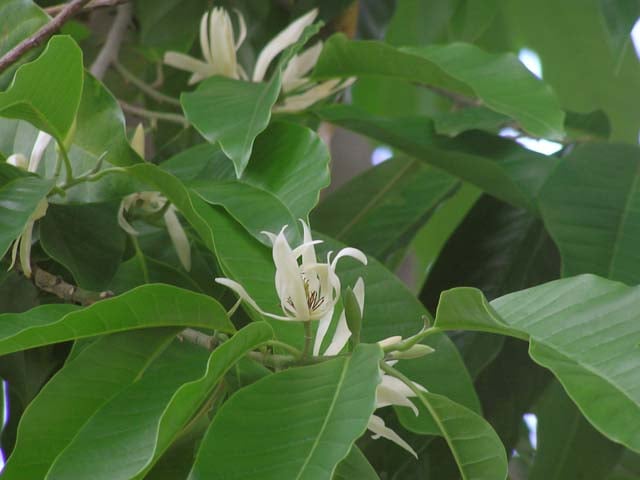 Xây dựng bộ cơ sở dữ liệu ngành Ngọc lan (Magnoliophyta) ở Việt Nam- Ảnh 1.
