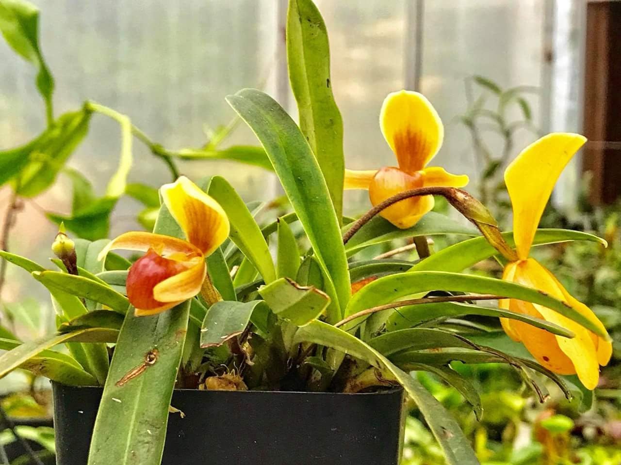 Bảo tồn và phát triển nguồn gen hai loài Lan quý hiếm tại Việt Nam- Ảnh 1.