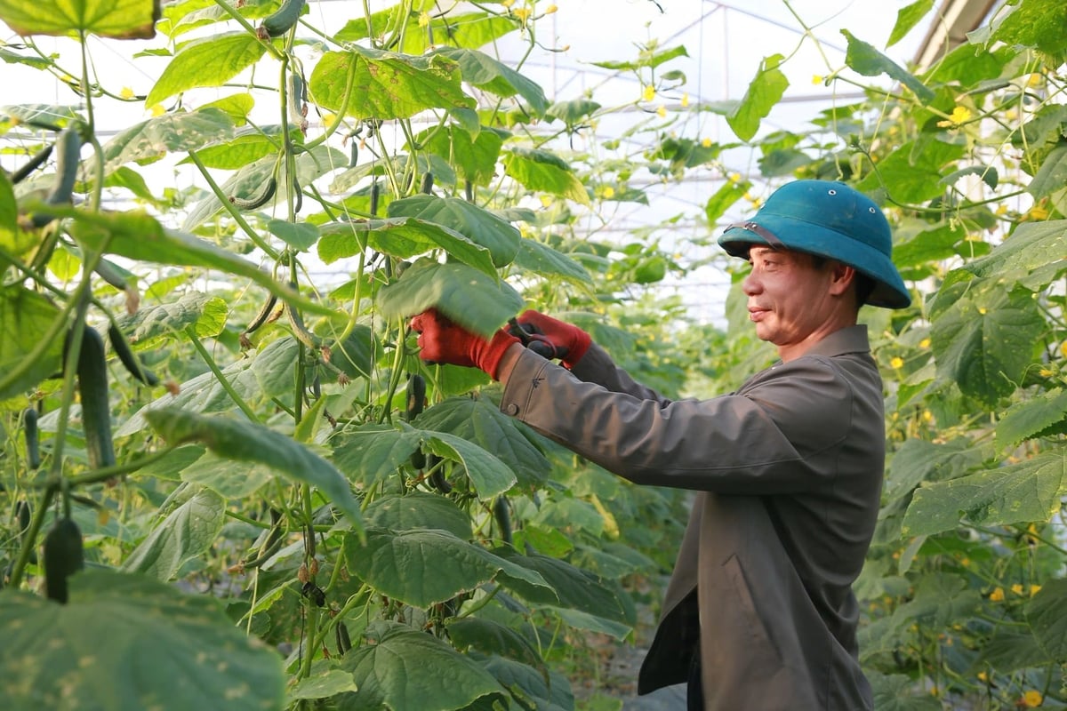 Ông Đinh Xuân Trung, Giám đốc Hợp tác xã Nông nghiệp hữu cơ Trung Thành tiên phong đưa mô hình nông nghiệp hữu cơ, tuần hoàn về xã Xuân Ái. Ảnh: Thanh Ngà.