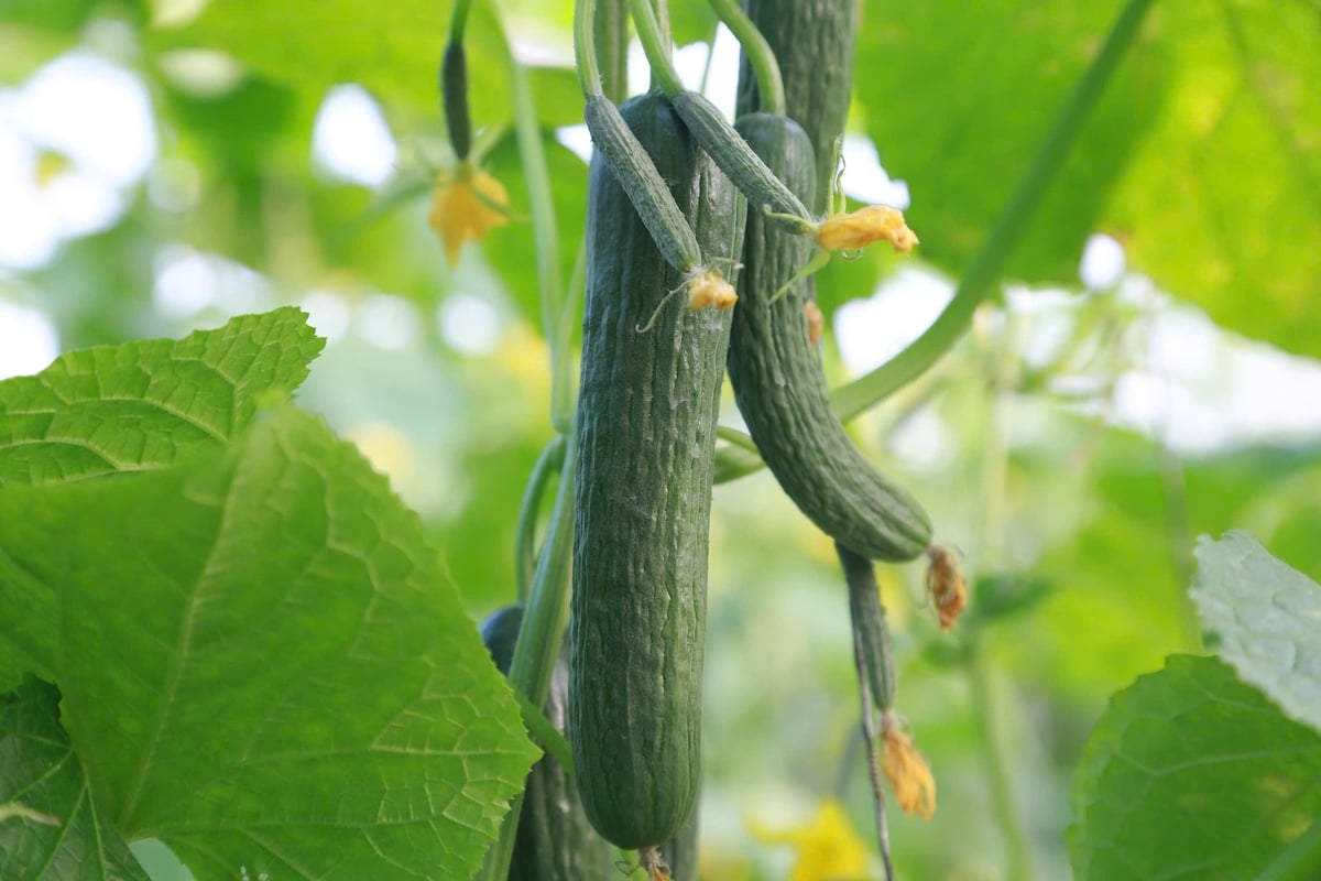 Những luống cà chua, dưa leo trĩu quả được chăm sóc kỹ lưỡng, có thể hái ăn ngay tại vườn. Ảnh: Thanh Ngà.