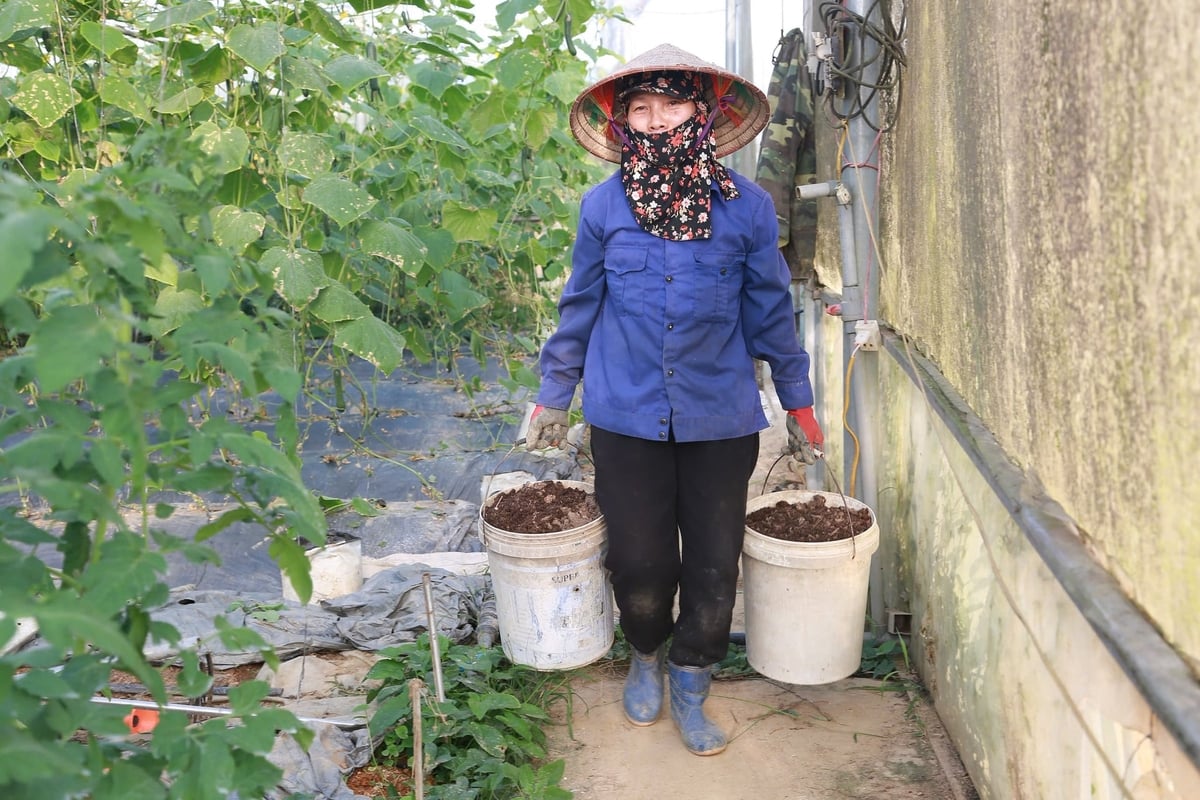 Phân chuồng từ gà, trâu, bò được ủ kỹ với chế phẩm vi sinh và nấm đối kháng để làm phân bón hữu cơ. Ảnh: Thanh Ngà.