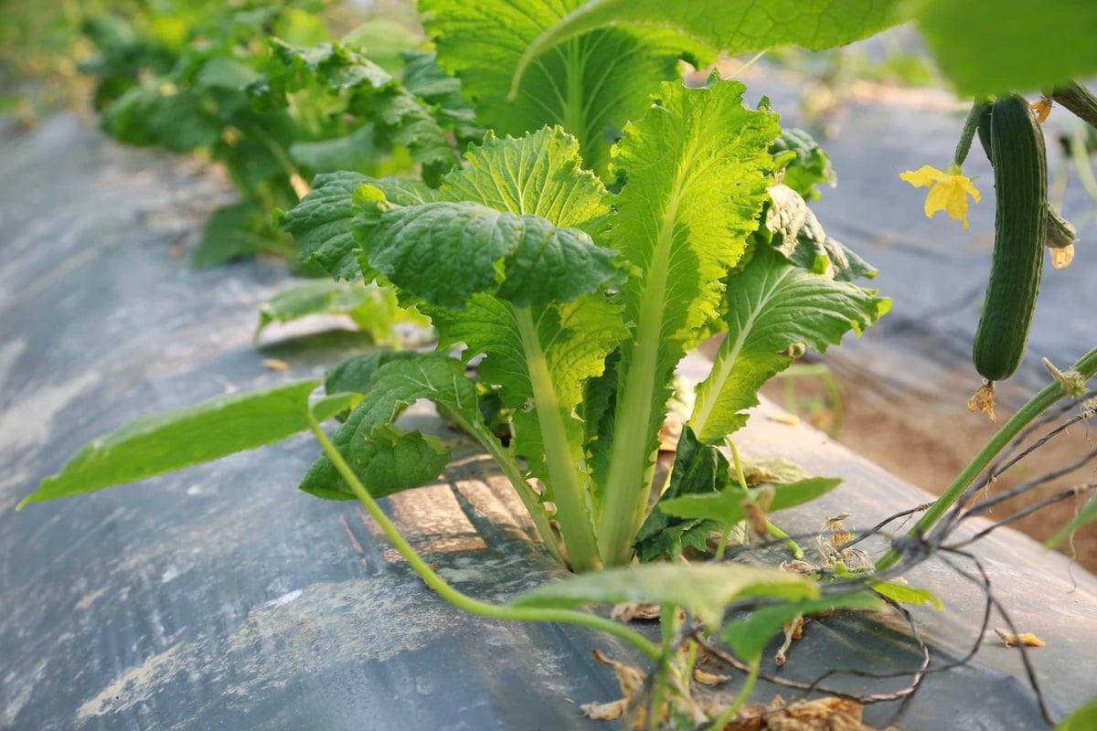 Màng phủ PE giúp giữ ẩm đất và hạn chế cỏ dại. Ảnh: Thanh Ngà.