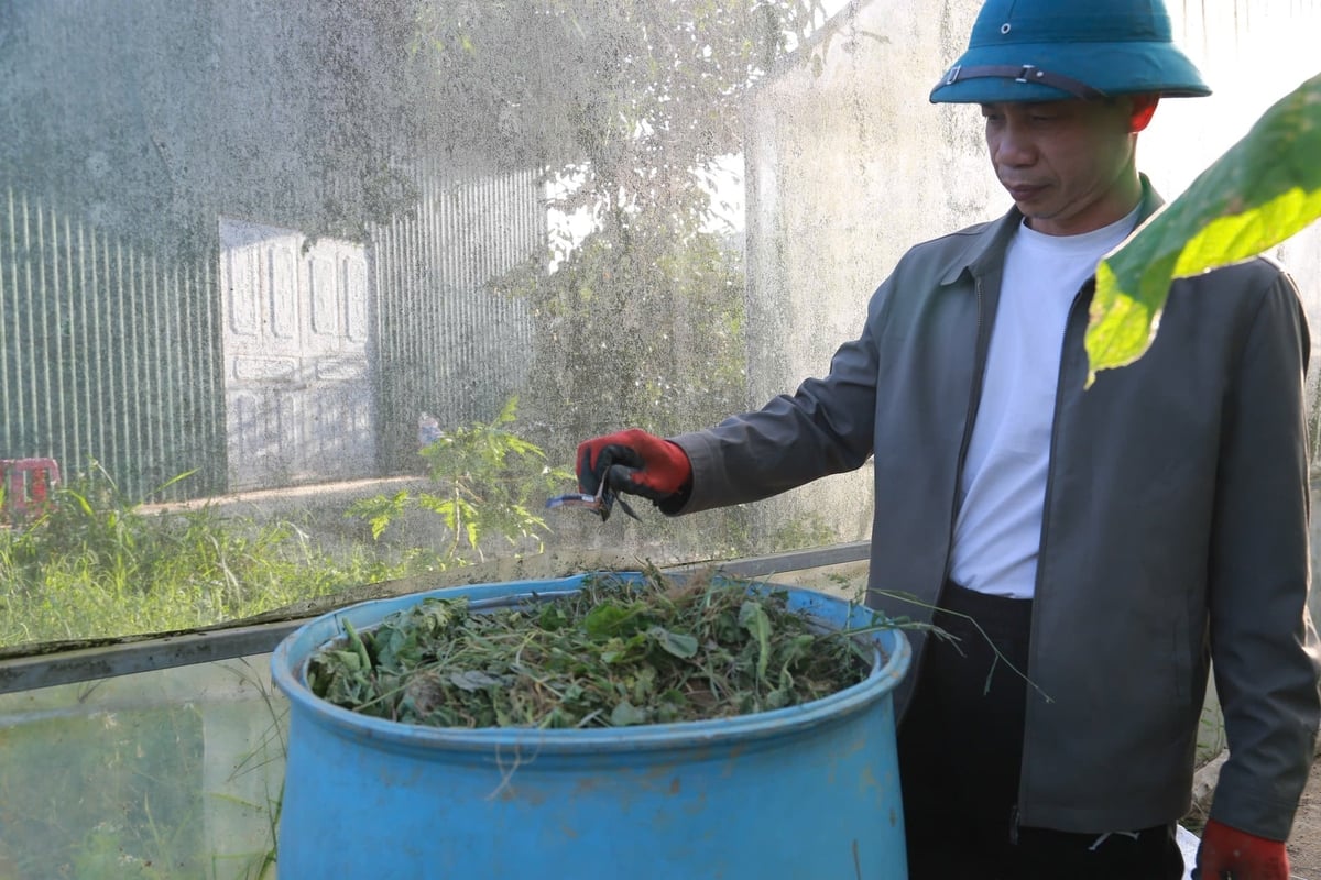 Những loại rau không đạt hay cỏ dại cũng được gom lại ủ thành phân xanh, quay vòng nuôi lại đất. Ảnh: Thanh Ngà.