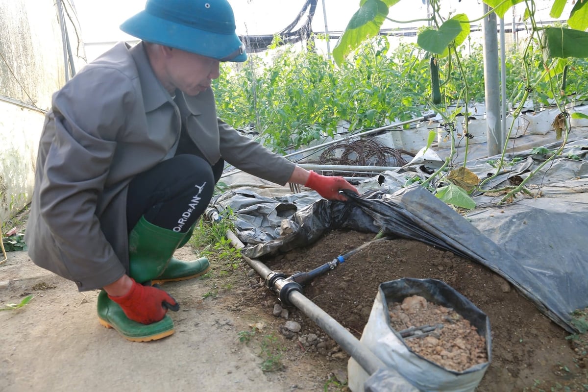 Hệ thống tưới nhỏ giọt được lắp đặt cho toàn bộ vườn giúp tiết kiệm nước. Ảnh: Thanh Ngà.