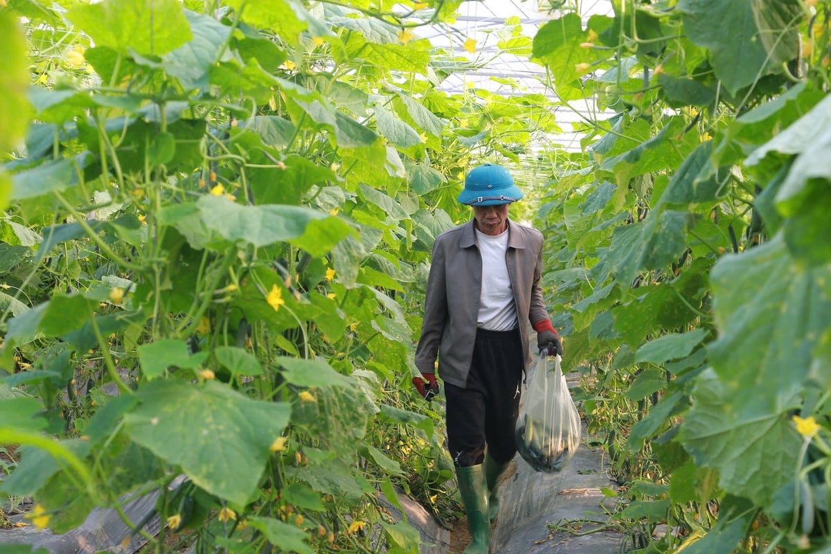 Với diện tích 500m2, mỗi ngày ông Trung thu khoảng 80 - 100kg dưa, giá bán tại vườn 20.000 đồng/kg, mang về nguồn thu gần 2 triệu đồng mỗi ngày. Ảnh: Thanh Ngà.