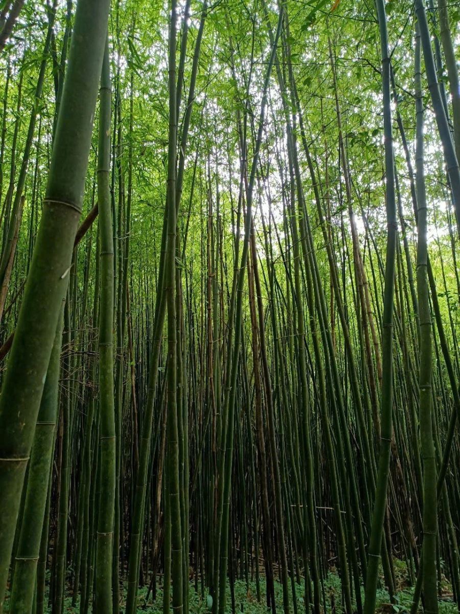 Thanh Hóa: Đánh thức tiềm năng du lịch sinh thái rừng đặc dụng Pù Luông - Ảnh 4.