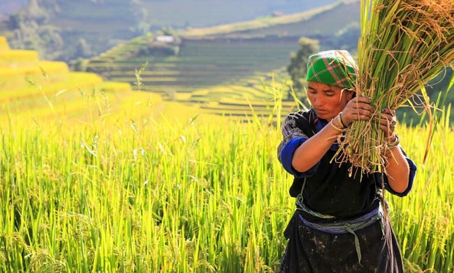 بین الاقوامی دوست پائیدار غربت میں کمی کے لیے ویتنام کی کوششوں کو سراہتے ہیں - تصویر 1۔
