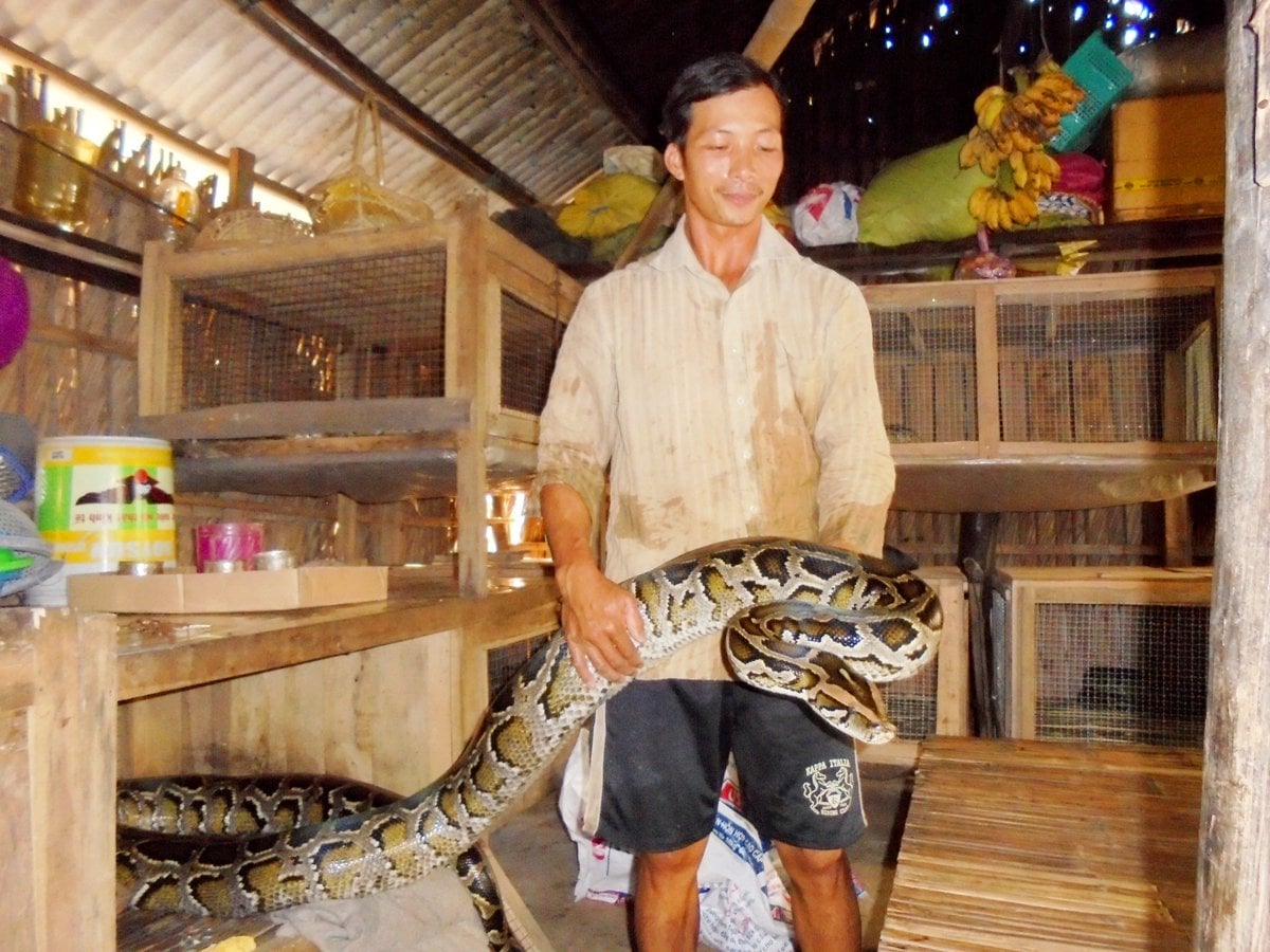 Lực lượng chức năng ghi nhận một hộ nuôi trăn tại địa phương hoạt động phải tuân thủ quy định và được giám sát chặt để bảo đảm an toàn trong mùa mưa lũ. Ảnh: Lê Hoàng Vũ