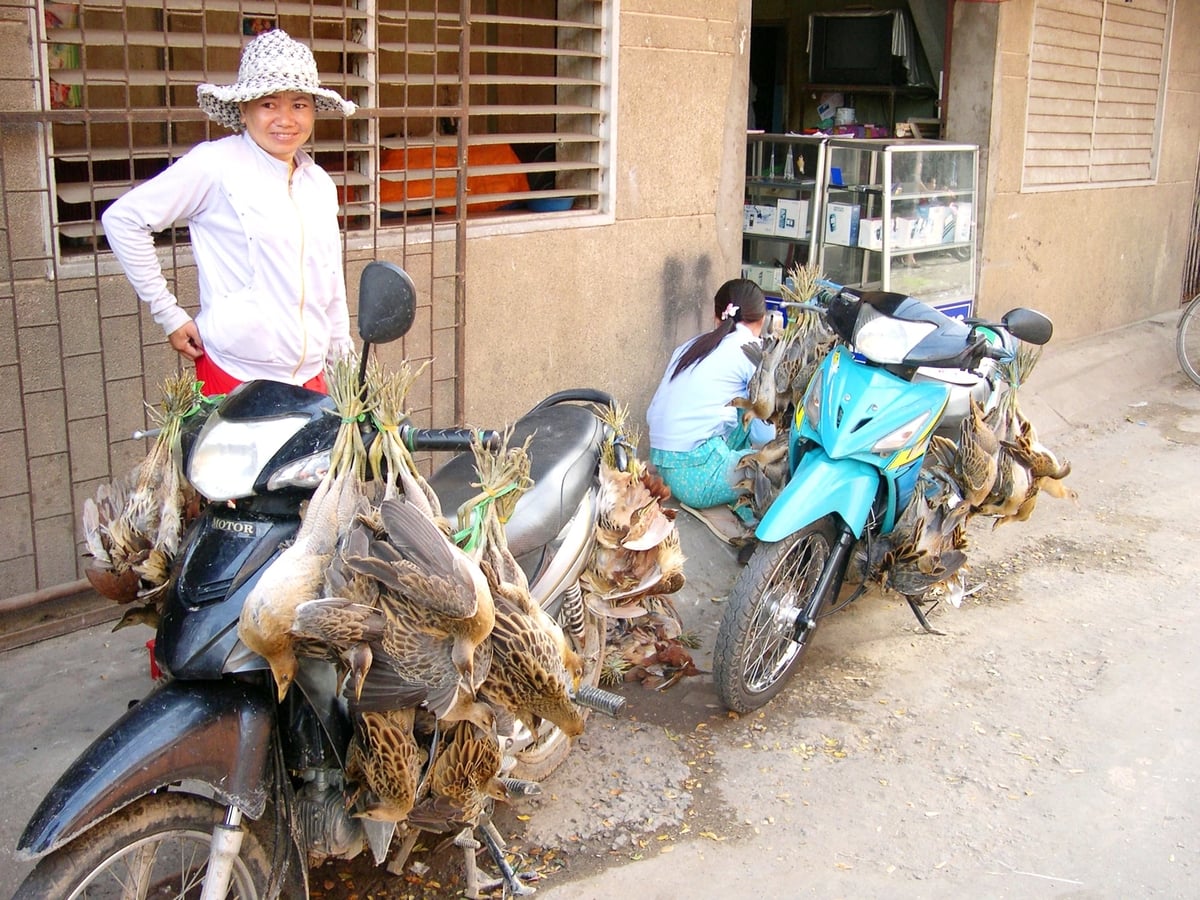 Một phụ nữ treo theo xe máy nhiều chim trời đã bị săn bắt, minh chứng cho tình trạng buôn bán động vật hoang dã còn diễn ra ở một số nơi tại vùng nông thôn. Ảnh: Lê Hoàng Vũ.