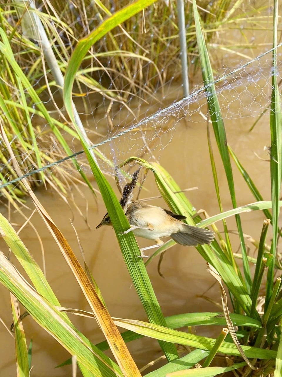 Chim hoang dã mắc vào lưới giăng trái phép trên ruộng, hành vi bị nghiêm cấm vì gây suy giảm đa dạng sinh học và ảnh hưởng mùa chim di cư. Ảnh: Lê Hoàng Vũ.