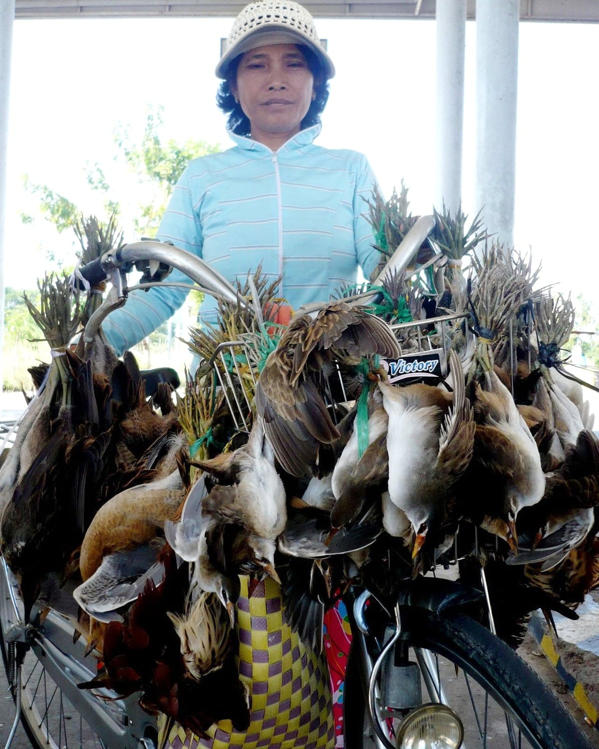 Xe máy chất đầy chim rừng vừa bị bẫy. Ảnh: Lê Hoàng Vũ.