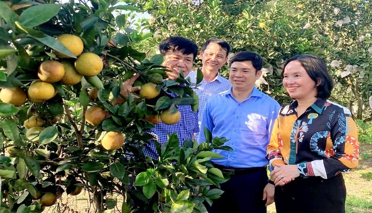 Paní Vo Thi Nhung kontroluje model produkce organických pomerančů v Thanh Chuong. Foto: Viet Khanh.