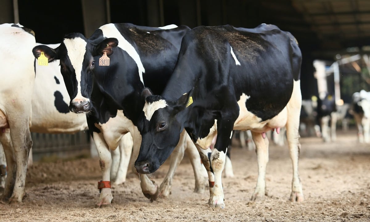 Díky účasti skupiny TH Group má Nghe An k dispozici vysoce kvalitní stádo dojnic o čísle 82 000. Foto: Viet Khanh.