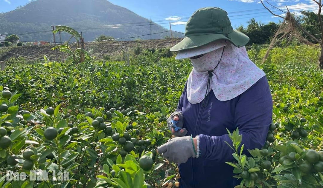 人々は木を売る代わりに、その果実を利用して最近の洪水による被害の一部を軽減しています。