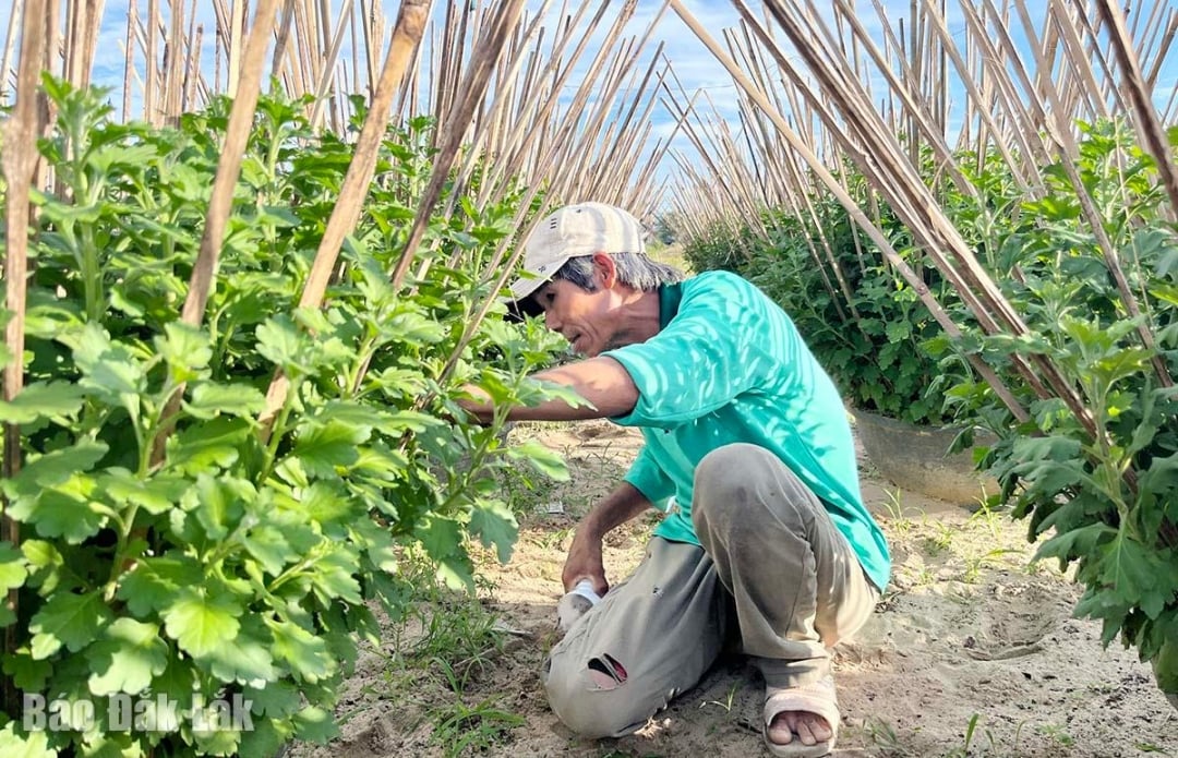タイムリーな補修のおかげで、多くの菊栽培者は、来たる旧正月の花市場に供給するために庭を維持することができています。