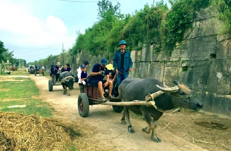 Turiștii se bucură de o plimbare cu căruța trasă de bivoli în jurul Citadelei Ho