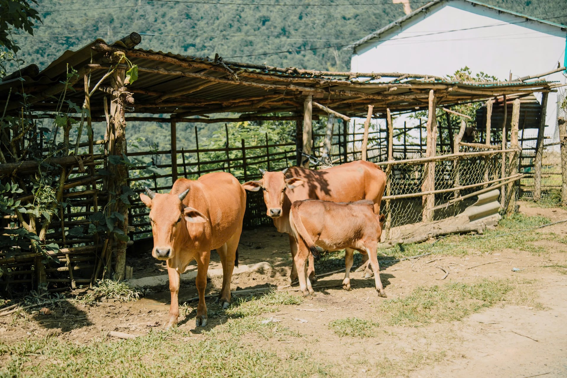 Trong năm 2025, nhiều dịch bệnh nguy hiểm tiếp tục xuất hiện và diễn biến phức tạp trên đàn vật nuôi, như bệnh lở mồm long móng ở gia súc. Ảnh: Duy Học.