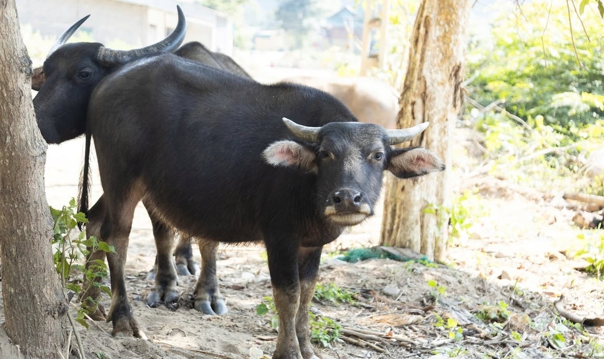 Nghe An bivalyállománya kismértékben csökkent 2024-hez képest. Fotó: Viet Khanh. Đàn trâu của Nghệ An giảm nhẹ so với năm 2024. Ảnh: Việt Khánh.
