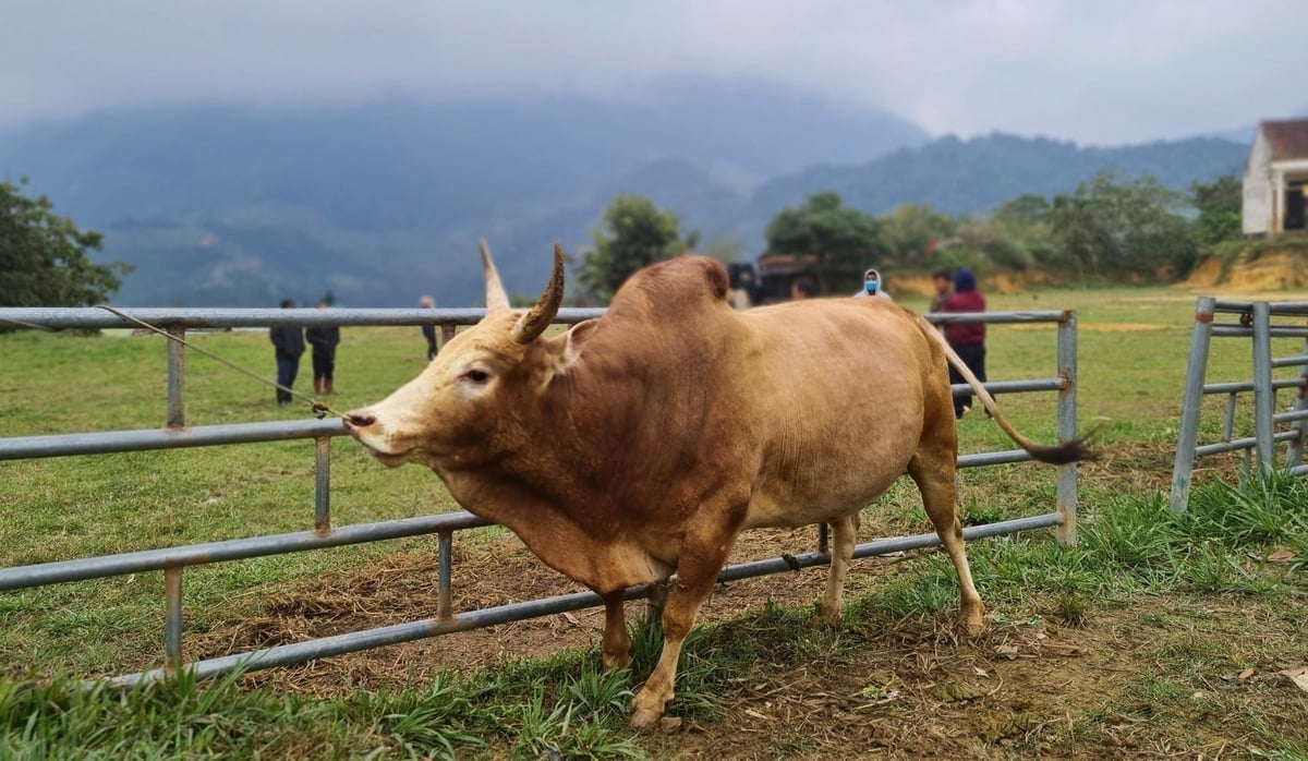 2025 októberére Nghe An teljes tehénállománya több mint 13 000-rel fog növekedni a 2024-es év azonos időszakához képest. Fotó: Viet Khanh. Đến tháng 10/2025, tổng đàn bò của Nghệ An tăng hơn 13.000 con so với cùng kỳ năm 2024. Ảnh: Việt Khánh.