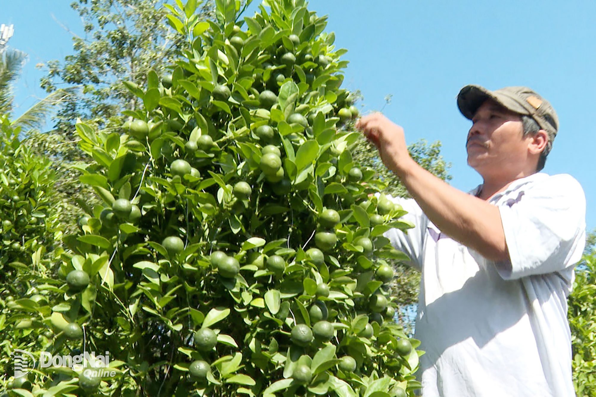 Kumquatodlare i Loc Quang är upptagna med att ta hand om och forma träden för att förse marknaden i tid för det kinesiska nyåret 2026.