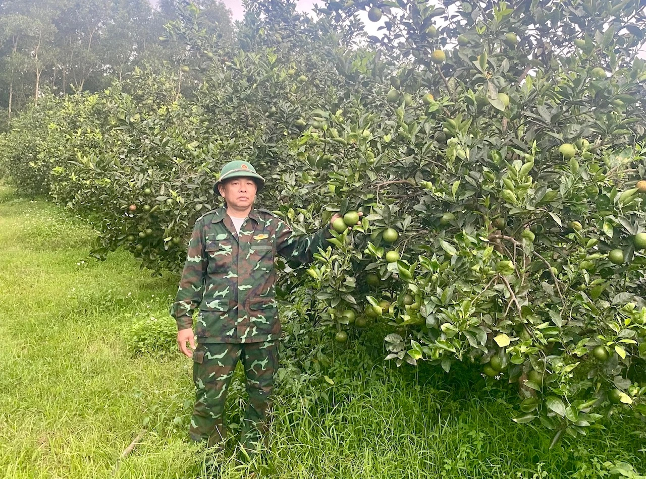 The organic V2 orange and Xa Doai orange growing model has brought high income to the family of Mr. Le Van Trung, in Thuong Phuoc village, Trieu Phong commune - Photo: N.B