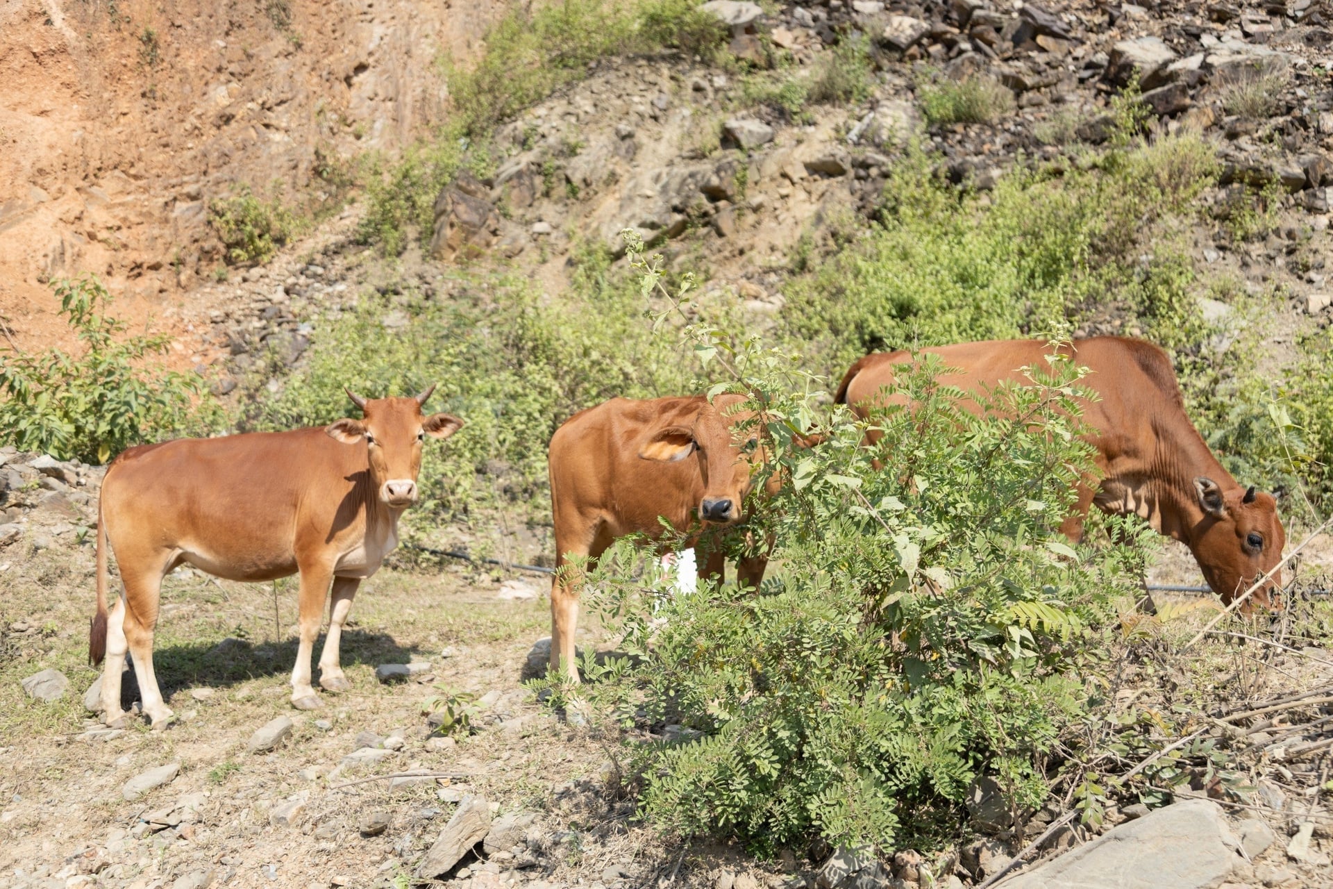 El Comité Popular Provincial de Nghe An emitió la Decisión 4222 aprobando el Proyecto de desarrollo ganadero asociado al procesamiento y consumo de productos en la provincia de Nghe An para el período 2021-2030. Foto: Duy Hoc.