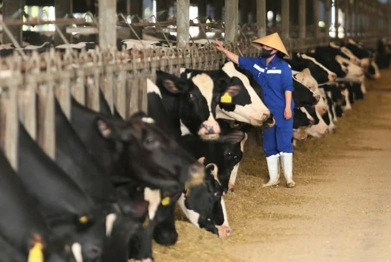 Nghe An se centra en el desarrollo ganadero para mejorar la productividad, la calidad y el valor del producto. Foto: Hong Tham.