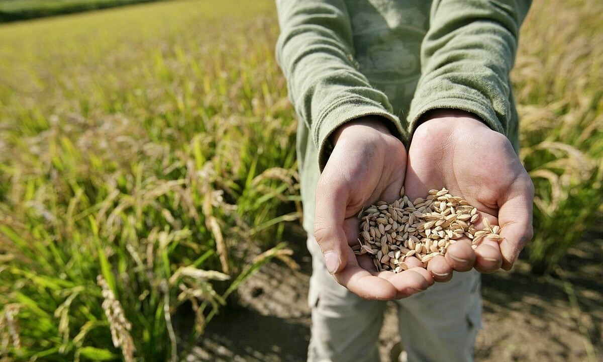 Aktualisierte Reispreise vom 2. Dezember 2025 Cập nhật giá lúa gạo hôm nay 2/12/2025 mới nhất