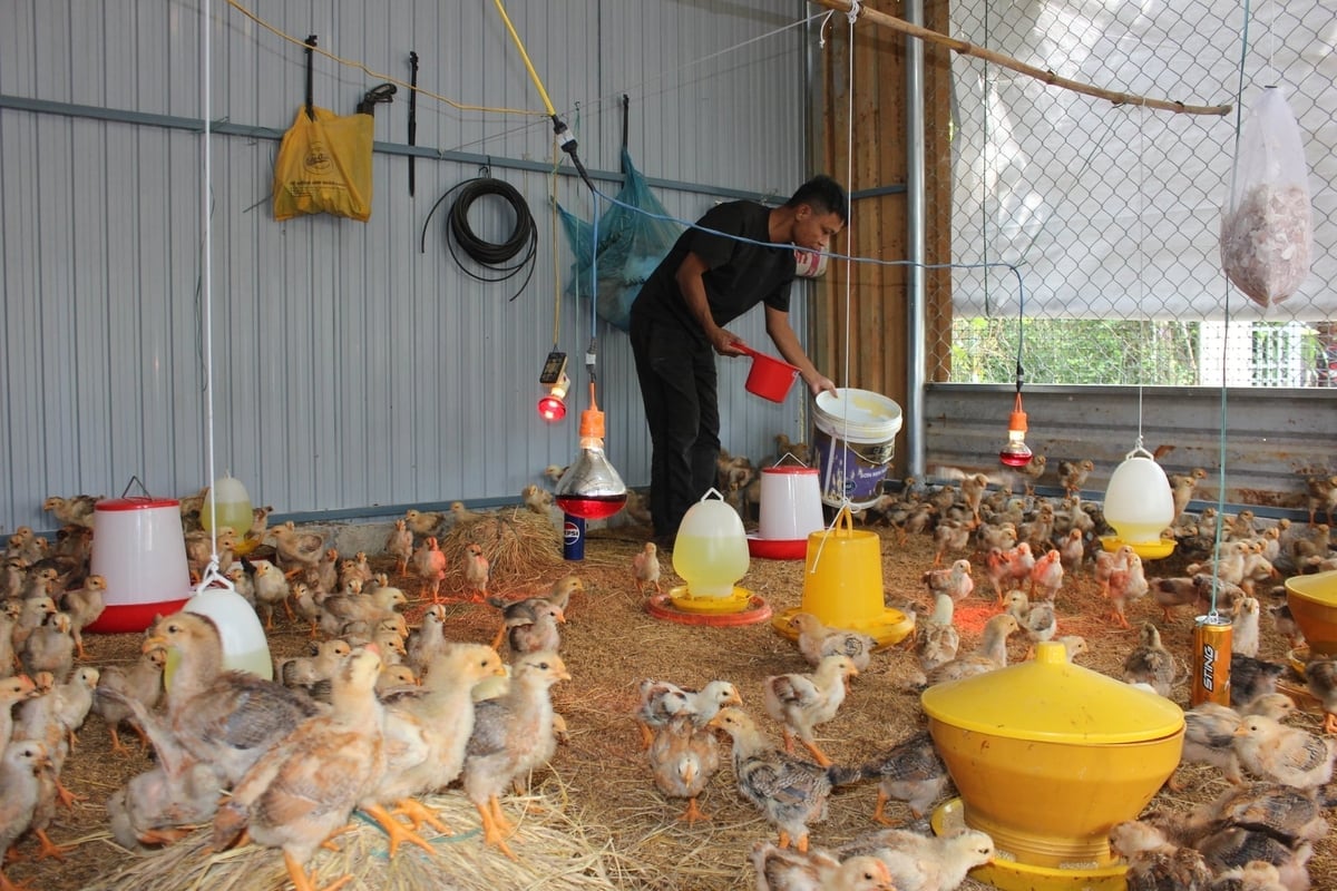 Το κοπάδι του κ. Hung, που αποτελείται από περισσότερα από 500 κοτόπουλα, αναπτύσσεται καλά με ελάχιστες απώλειες. Φωτογραφία: Vo Ha.