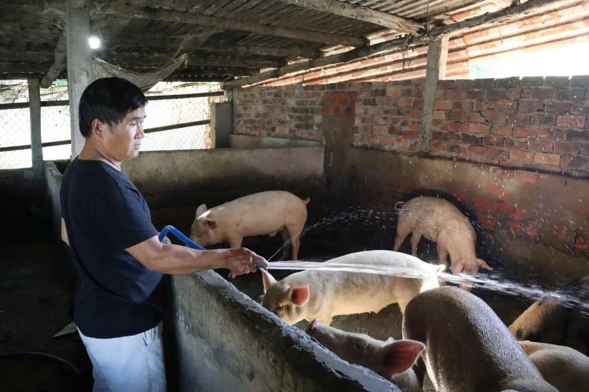 Στο πλαίσιο παρατεταμένου κρύου και υγρού καιρού, η προληπτική πρόληψη ασθενειών, η διατήρηση καθαρού περιβάλλοντος για τα ζώα, ο συνδυασμός κτηνιατρικών μέτρων και σωστής διατροφικής φροντίδας είναι ζωτικοί παράγοντες για τον κτηνοτροφικό κλάδο. Φωτογραφία: Vo Ha.