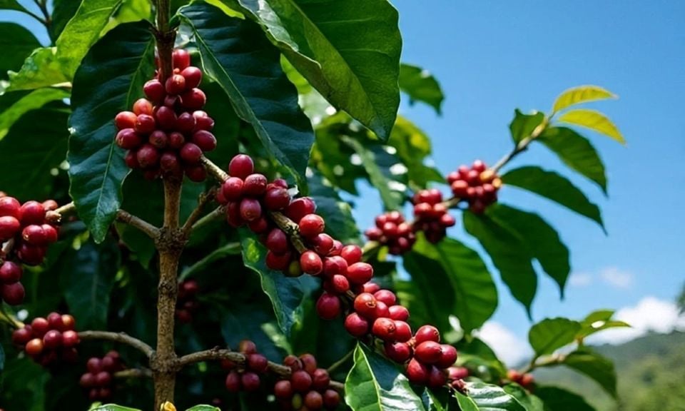 Jordbruksprodukternas priser den 30 november 2025: Kaffe ökade något, peppar förblev oförändrad