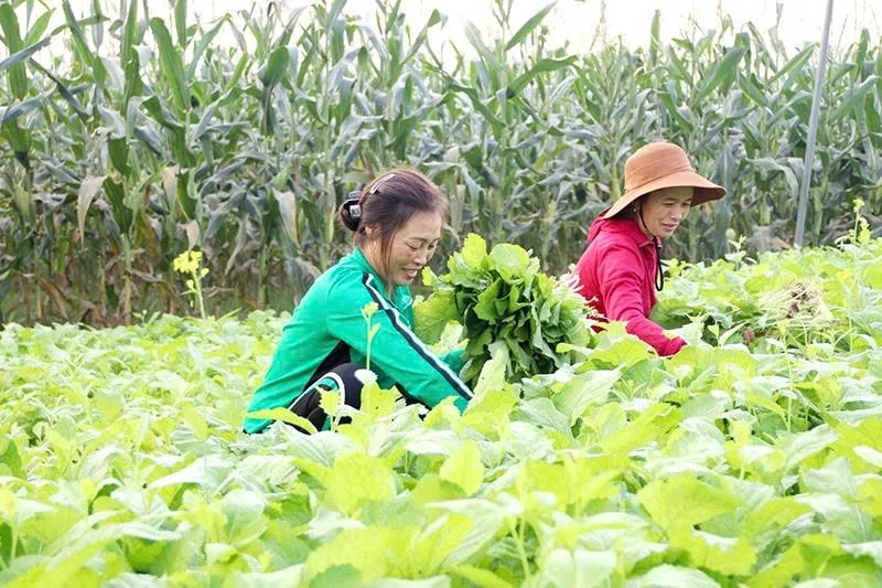 Yen Truong ទាញយកសក្តានុពល និងភាពខ្លាំងសម្រាប់ការអភិវឌ្ឍន៍