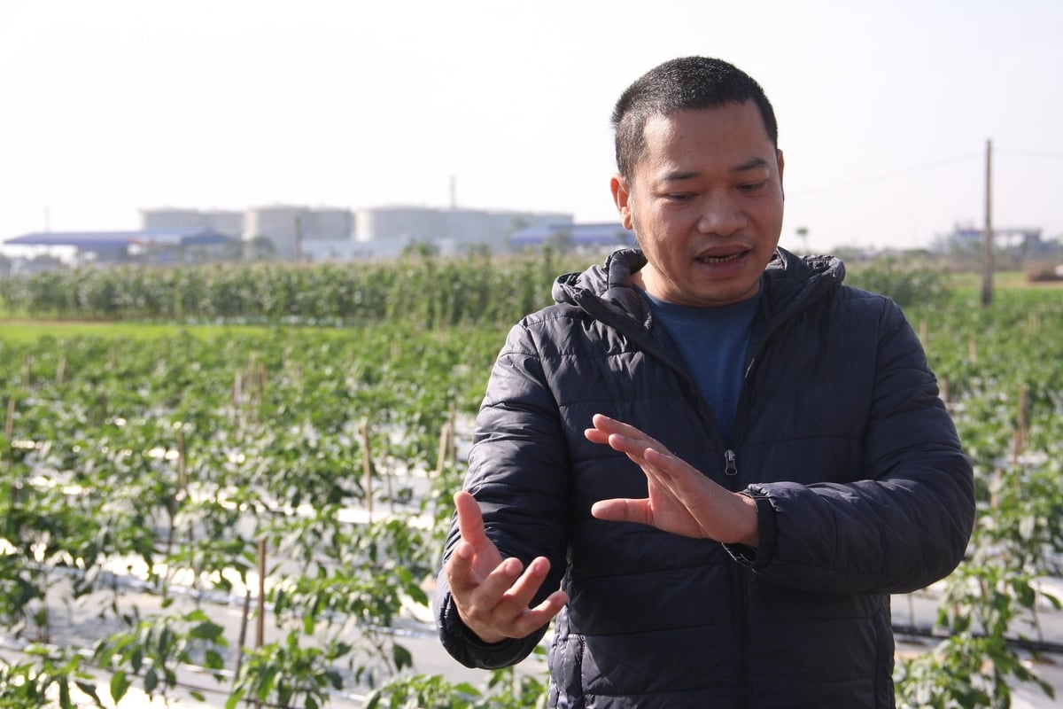 Theo ông Nguyễn Đăng Cường, Công ty TNHH Lucavi đã tổ chức ba buổi hội thảo tại xã Tuệ Tĩnh để giới thiệu cây ớt, đánh giá khả năng thích nghi và hướng dẫn kỹ thuật cho xã viên trước khi triển khai. Ảnh: Lan Chi.