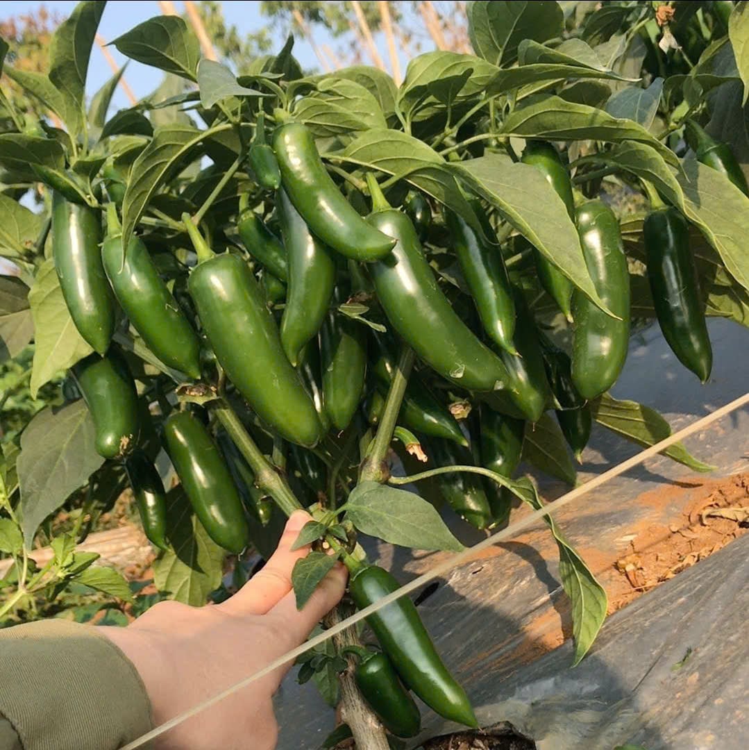 Ưu điểm của ớt là không làm đất thoái hóa nhanh, ít tồn dư thuốc bảo vệ thực vật hơn so với cà rốt. Ảnh: Phạm Hoàng.