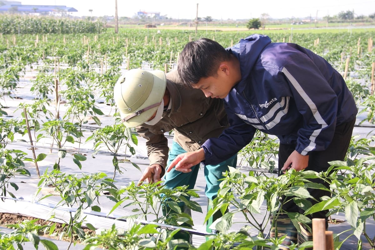 Nông dân xã Tuệ Tĩnh tin rằng cây ớt hoàn toàn có thể trở thành hướng làm giàu mới cho bà con. Ảnh: Xuân Phương.