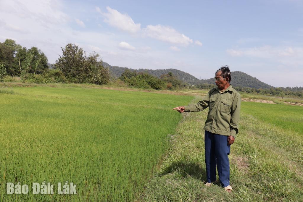 Doğu Mar köyündeki pirinç tarlalarından yılda 2-3 ürün alınabiliyor.