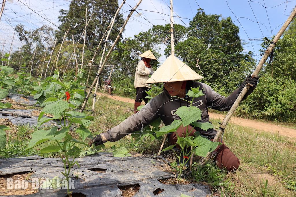 Doğu Mar köyündeki birçok hane, pirinç, mısır ve manyok yetiştirmenin yanı sıra gelirlerini artırmak için ek ürünler yetiştirmeyi öğrendi.