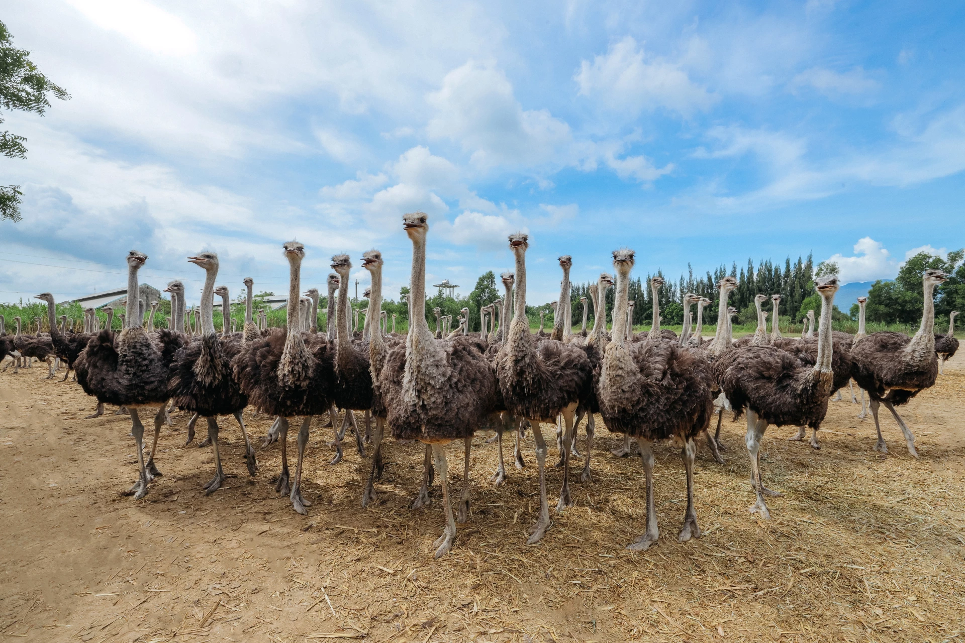 Ladang Burung Unta Khatoco.