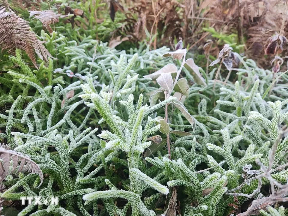 Embun beku menyelimuti Y Ty, para tamu bergegas memesan kamar Băng giá phủ trắng Y Tý, khách đổ xô đặt kín phòng