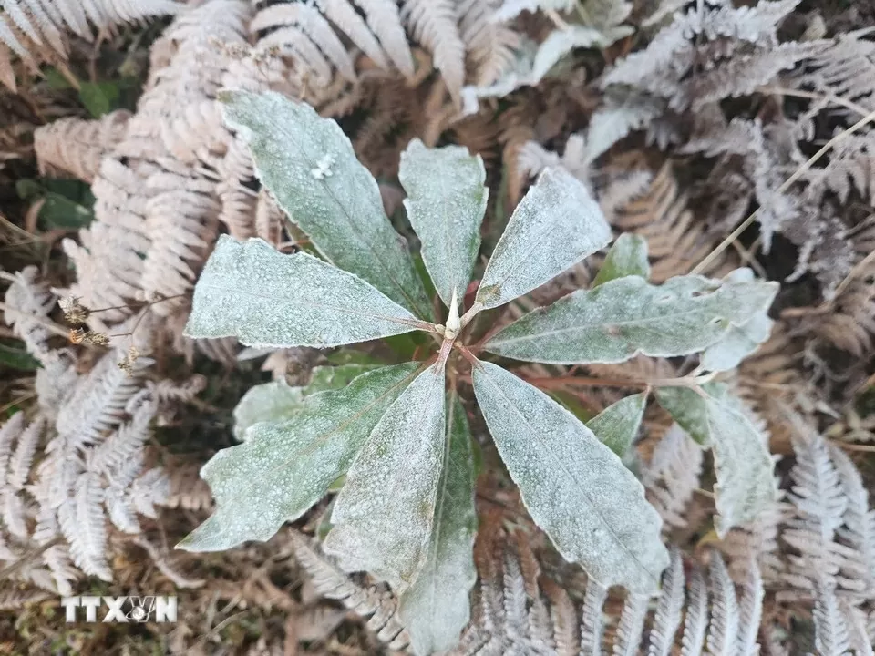 Embun beku menyelimuti Y Ty, para tamu bergegas memesan kamar Băng giá phủ trắng Y Tý, khách đổ xô đặt kín phòng