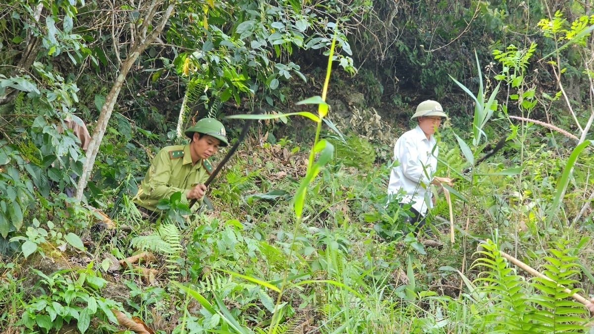 Lực lượng kiểm lâm Lai Châu luôn bám sát cơ sở, cùng người dân bảo vệ, phát triển rừng. Ảnh: Vạn Tâm.